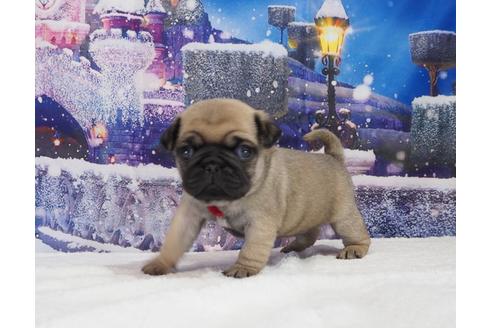 成約済の茨城県のパグ-114573の4枚目