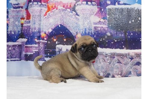 成約済の茨城県のパグ-114573の3枚目