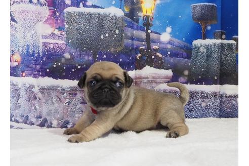 成約済の茨城県のパグ-114573の2枚目