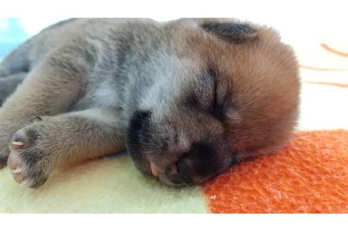 成約済の愛知県の柴犬-113557の4枚目
