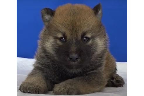 成約済の愛知県の柴犬-114612