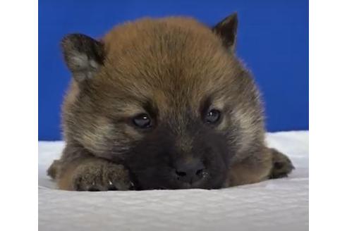 成約済の愛知県の柴犬-114612の2枚目