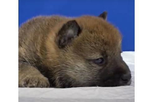 成約済の愛知県の柴犬-114613の2枚目