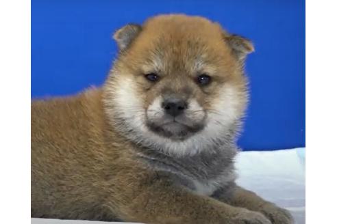 成約済の愛知県の柴犬-114615