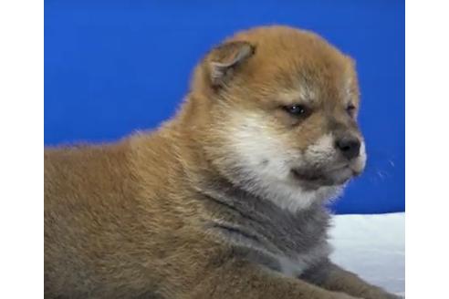 成約済の愛知県の柴犬-114615の2枚目