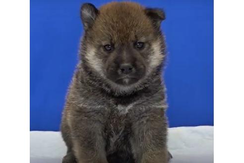 成約済の愛知県の柴犬-114616