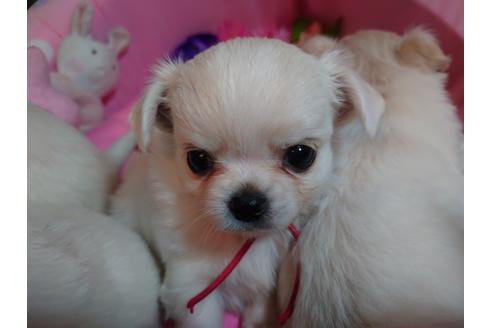 子犬