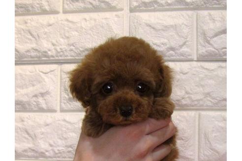 成約済の茨城県のトイプードル-114650の2枚目