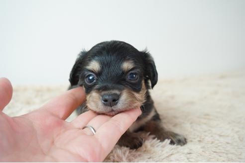 成約済の奈良県のチワックス:チワワ×ミニチュアダックスフンド-114667の1枚目