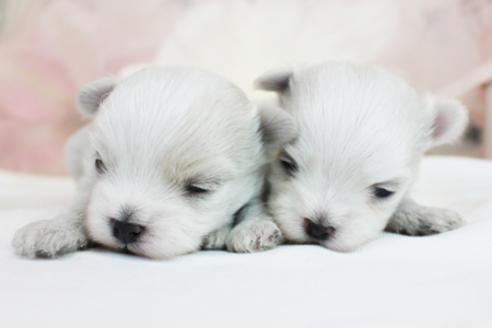 成約済の東京都のマルチーズ-114053の4枚目