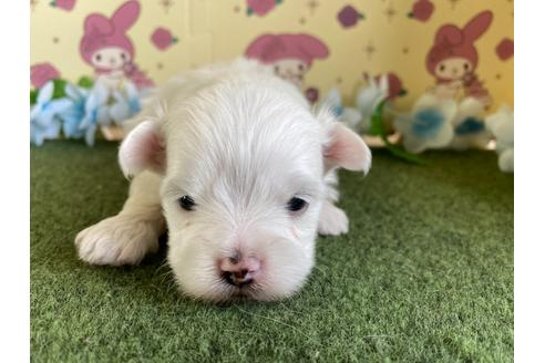 成約済の栃木県のミックス犬-113523の10枚目