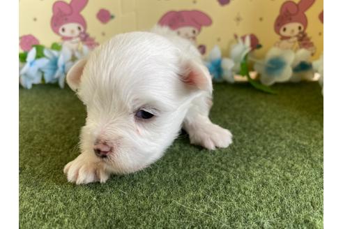 成約済の栃木県のミックス犬-113523の9枚目