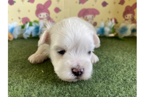 成約済の栃木県のミックス犬-113524の10枚目