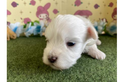 成約済の栃木県のミックス犬-113524の8枚目