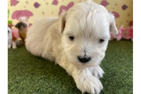 成約済の栃木県のミックス犬-113525の7枚目