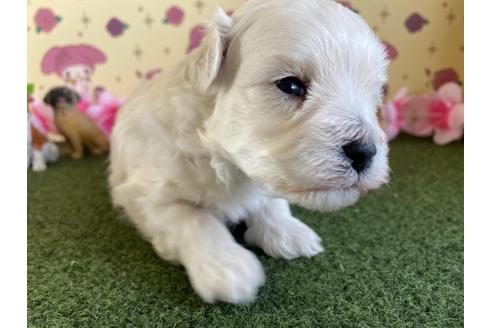 成約済の栃木県のミックス犬-113525の6枚目