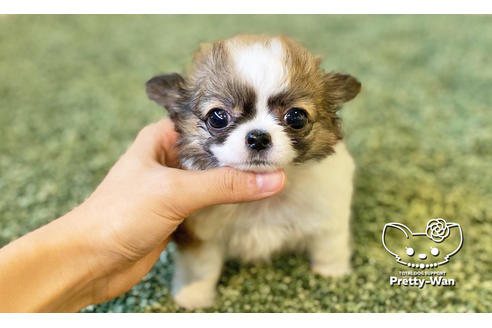 成約済の愛知県のチワワ(ロングコート)-114711の5枚目