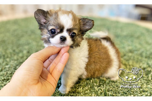 成約済の愛知県のチワワ(ロングコート)-114711の4枚目