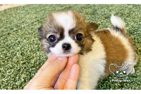 成約済の愛知県のチワワ(ロングコート)-114711の3枚目