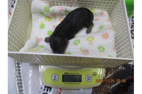 成約済の大阪府のトイプードル-114715の6枚目