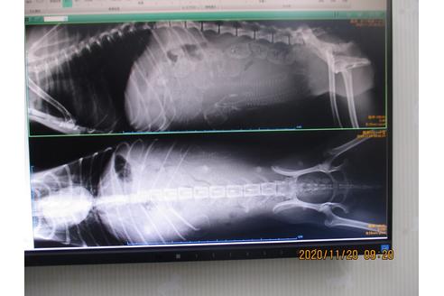 成約済の大阪府のタイニープードル-114716の4枚目