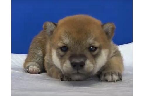成約済の愛知県の柴犬-114719の1枚目