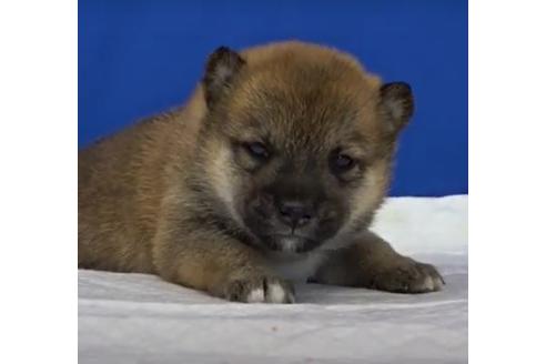 成約済の愛知県の柴犬-114721