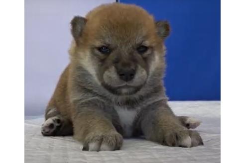 成約済の愛知県の柴犬-114722