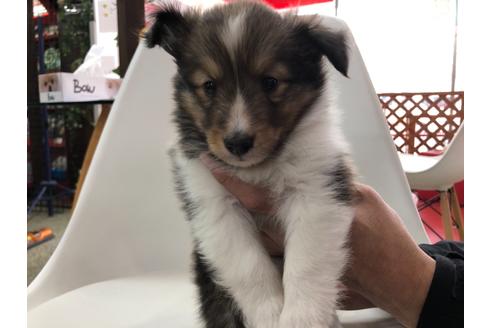 成約済の京都府のシェットランドシープドッグ(シェルティ)-114733の1枚目