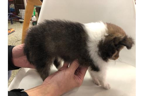 成約済の京都府のシェットランドシープドッグ(シェルティ)-114733の2枚目