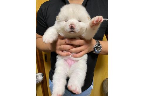 成約済の愛知県の秋田犬-114737の1枚目