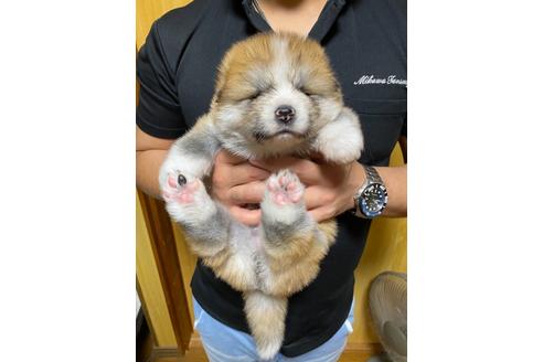 成約済の愛知県の秋田犬-114739の1枚目