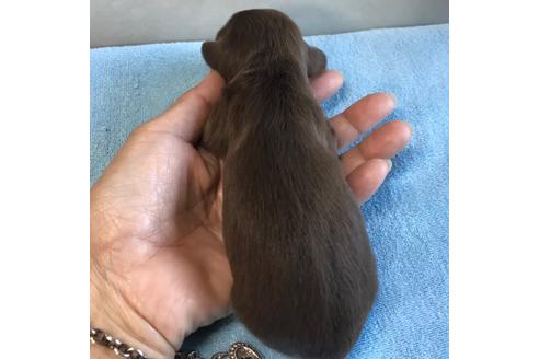 成約済の宮崎県のミニチュアダックスフンド(ロングヘアード)-114752の2枚目