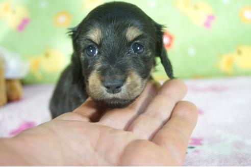 成約済の兵庫県のカニンヘンダックスフンド(ロングヘアード)-114754の3枚目