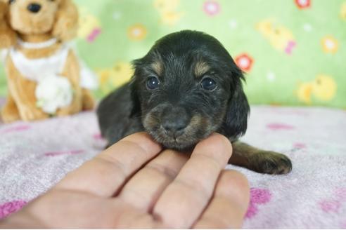 成約済の兵庫県のカニンヘンダックスフンド(ロングヘアード)-114755の1枚目