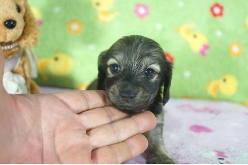 成約済の兵庫県のカニンヘンダックスフンド(ロングヘアード)-114758の2枚目