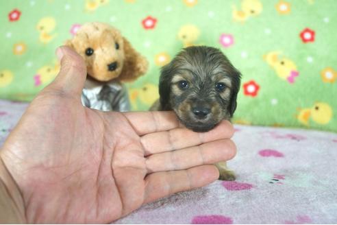 成約済の兵庫県のカニンヘンダックスフンド(ロングヘアード)-114760の1枚目