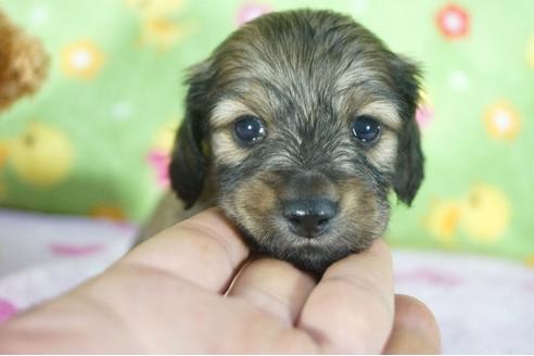 成約済の兵庫県のカニンヘンダックスフンド(ロングヘアード)-114760の3枚目