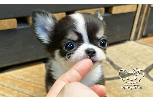 成約済の愛知県のチワワ(ロングコート)-114762の1枚目