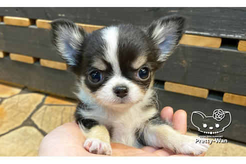 成約済の愛知県のチワワ(ロングコート)-114762の2枚目