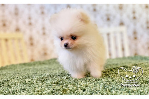 成約済の愛知県のポメラニアン-114764の7枚目