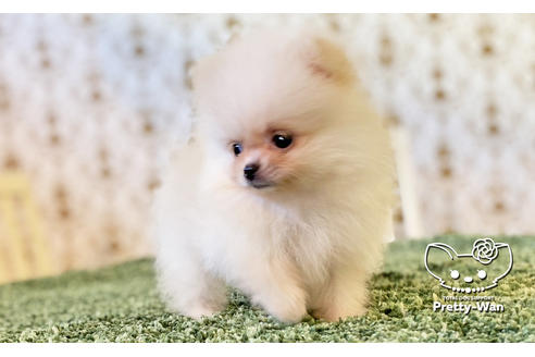 成約済の愛知県のポメラニアン-114764の6枚目