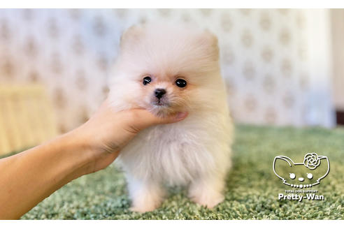 成約済の愛知県のポメラニアン-114764の5枚目