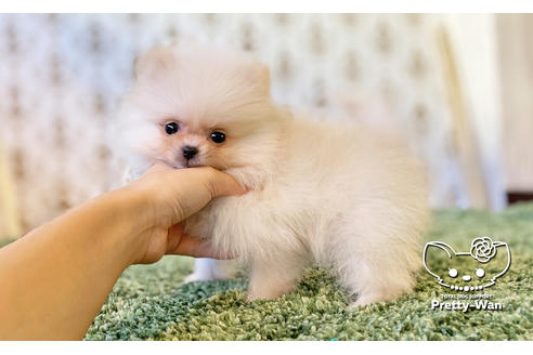 成約済の愛知県のポメラニアン-114764の4枚目