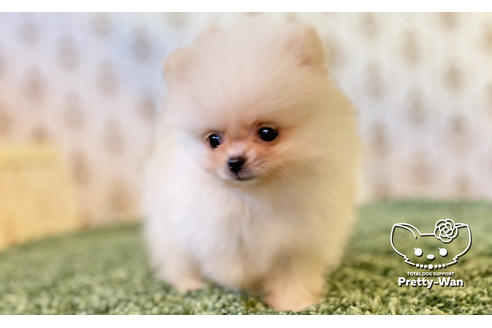 成約済の愛知県のポメラニアン-114764の3枚目