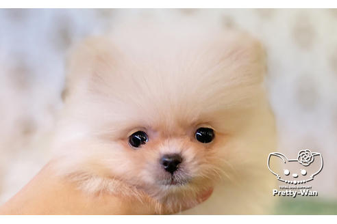 成約済の愛知県のポメラニアン-114764の1枚目