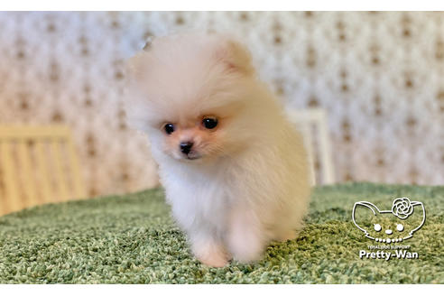 成約済の愛知県のポメラニアン-114764の2枚目