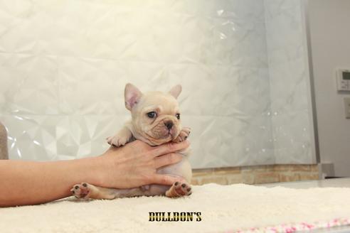成約済の東京都のフレンチブルドッグ-114770の1枚目