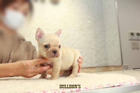 成約済の東京都のフレンチブルドッグ-114770の7枚目