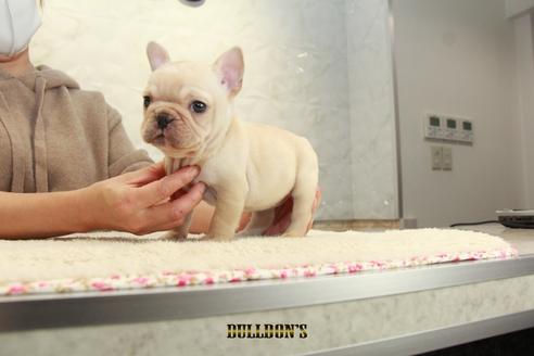 成約済の東京都のフレンチブルドッグ-114770の6枚目